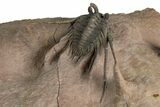 Kettneraspis Trilobite With Long Occipital - Lghaft, Morocco #354428-5